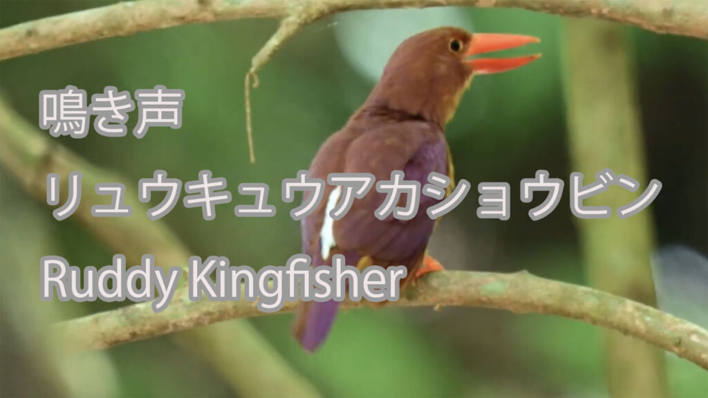 【鳴き声】リュウキュウアカショウビン Ruddy Kingfisher