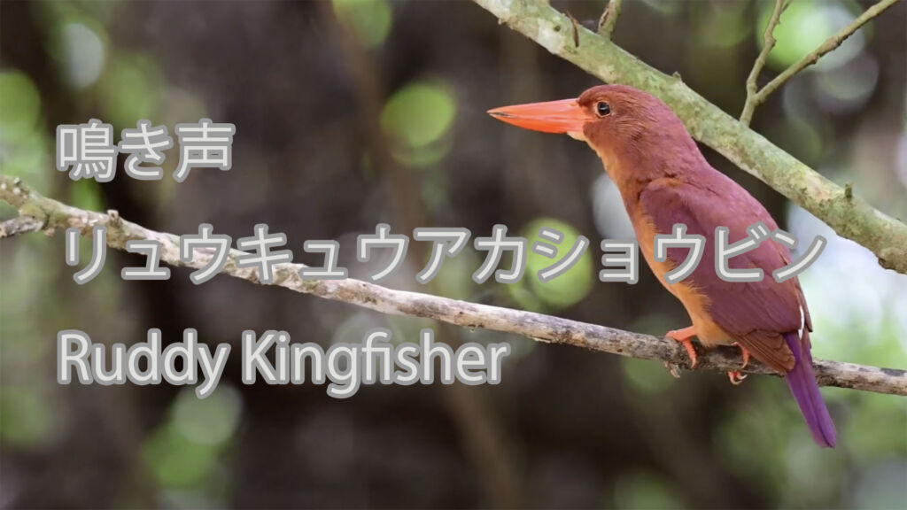 【鳴き声】リュウキュウアカショウビン Ruddy Kingfisher