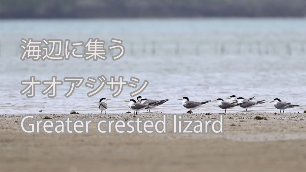 【海辺に集う】オオアジサシ Greater crested lizard