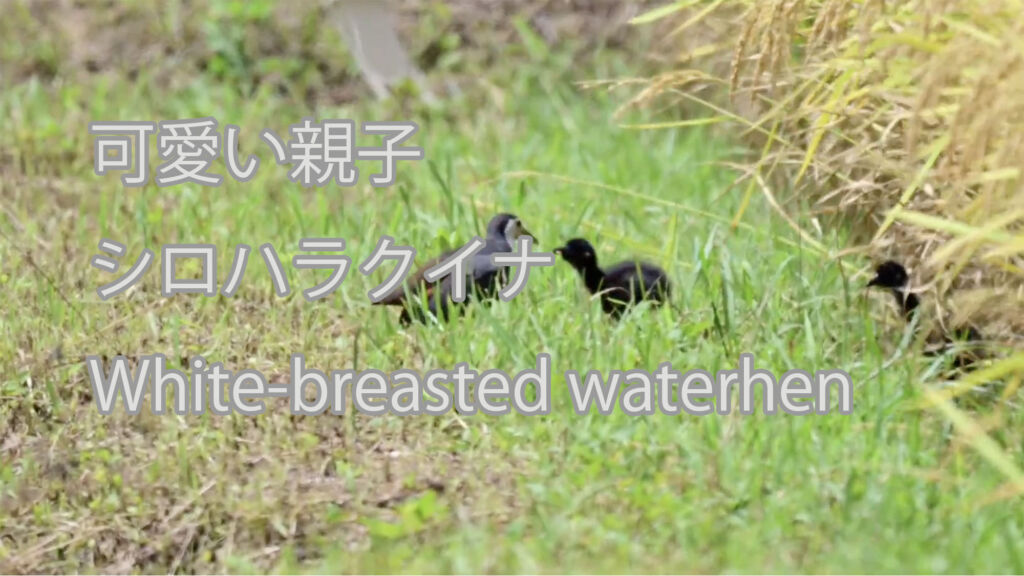 【可愛い親子】シロハラクイナ White-breasted waterhen