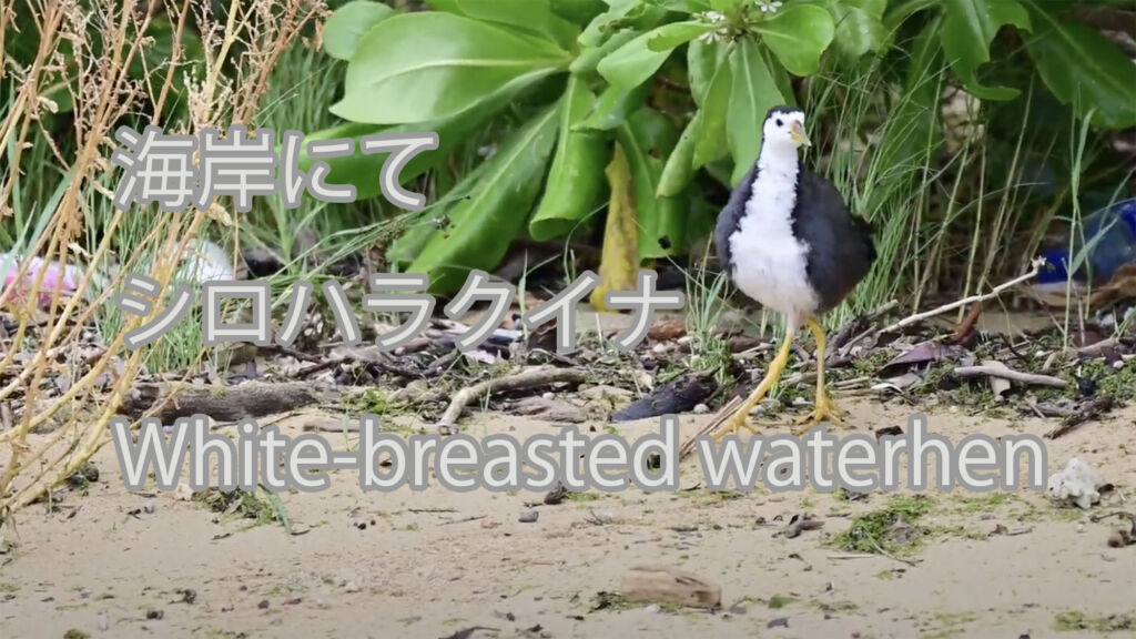 【海岸にて】シロハラクイナ White-breasted waterhen