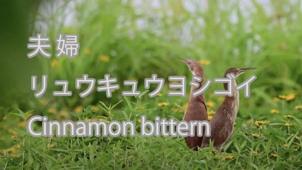 【夫婦】リュウキュウヨシゴイ Cinnamon bittern