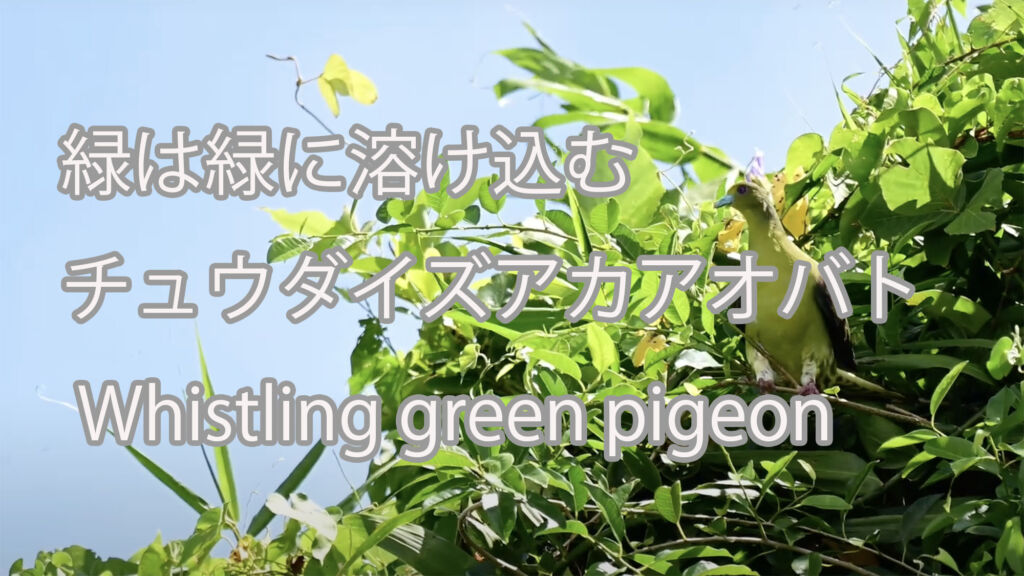 【緑は緑に溶け込む】チュウダイズアカアオバト Whistling green pigeon