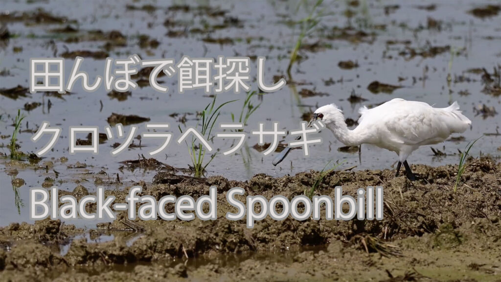 【田んぼで餌探し】クロツラヘラサギ Black-faced Spoonbill