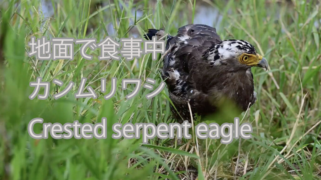 【地面で食事中】カンムリワシ Crested serpent eagle