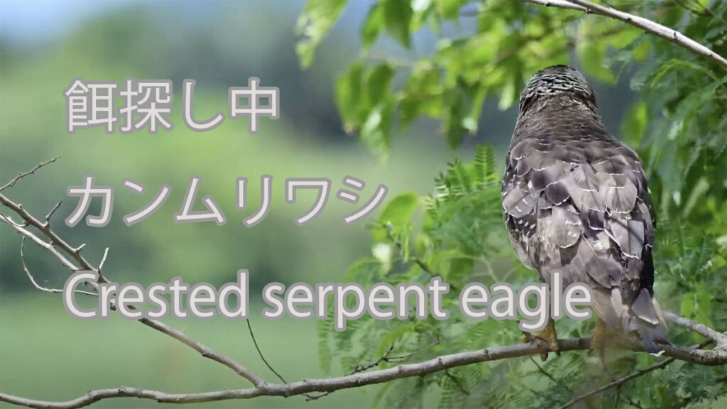 【餌探し中】  カンムリワシ  Crested serpent eagle