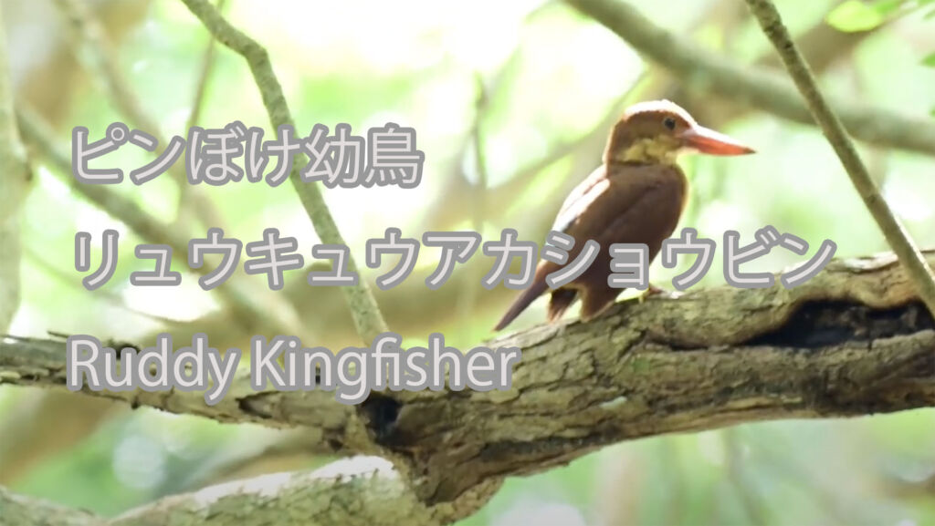 【ピンぼけ幼鳥】リュウキュウアカショウビン Ruddy Kingfisher
