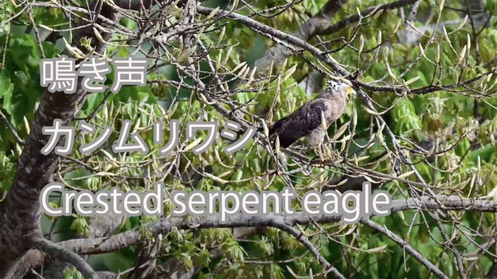 【鳴き声】カンムリワシ Crested serpent eagle