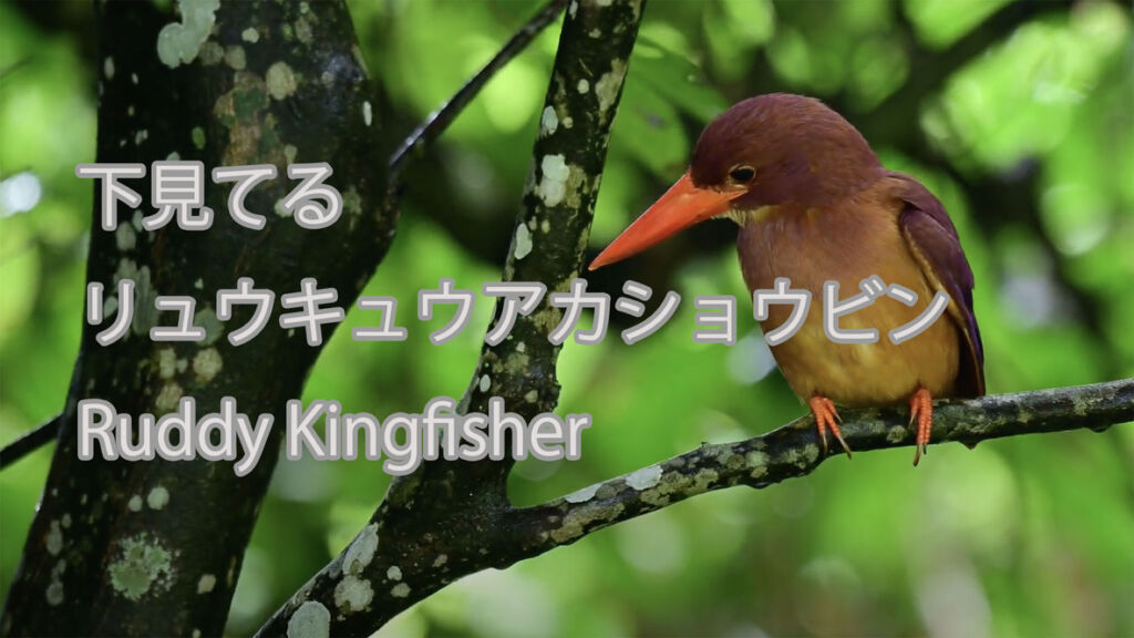 【下見てる】  リュウキュウアカショウビン  Ruddy Kingfisher