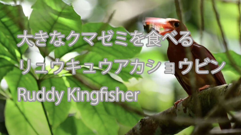 【大きなクマゼミを食べる】リュウキュウアカショウビン Ruddy Kingfisher