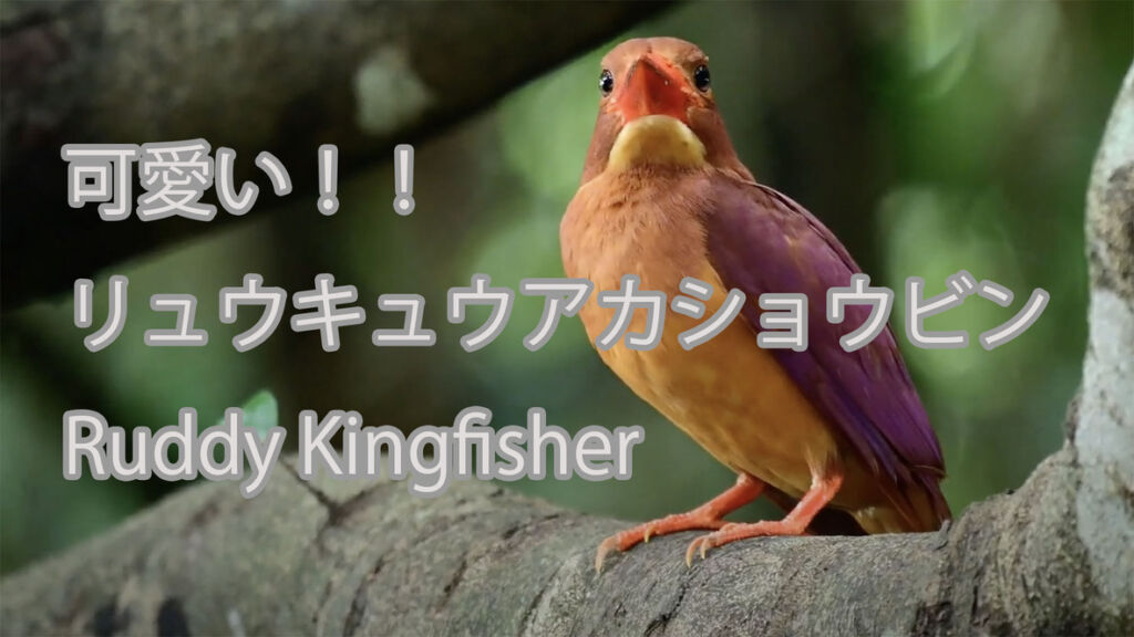 【可愛い！！】 リュウキュウアカショウビン  Ruddy Kingfisher