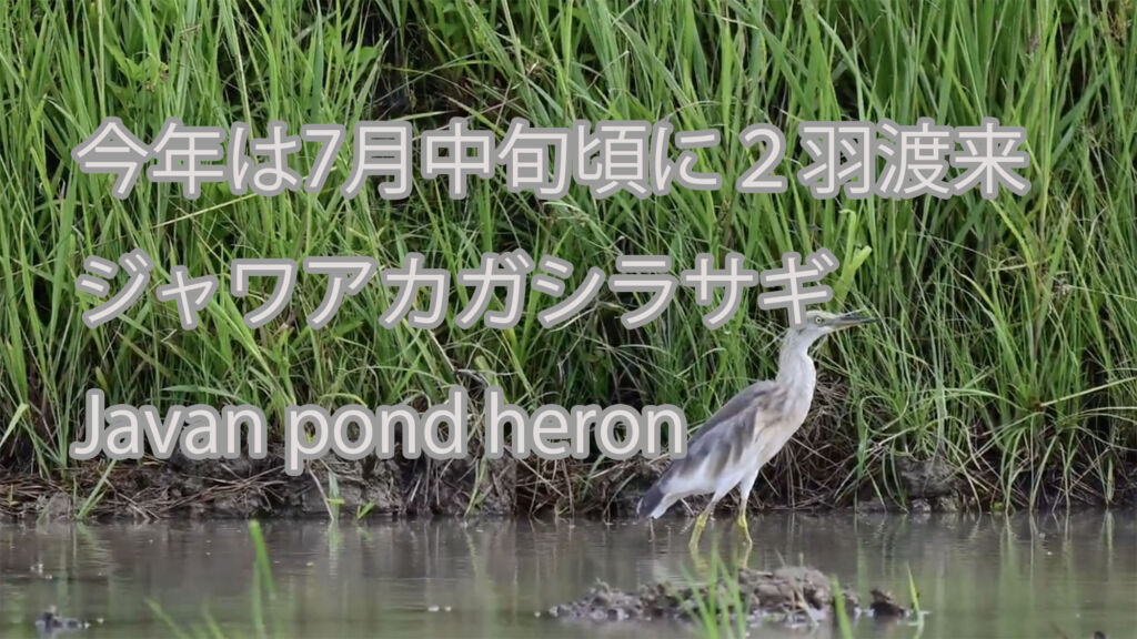 【今年は7月中旬頃に２羽渡来】ジャワアカガシラサギ Javan pond heron