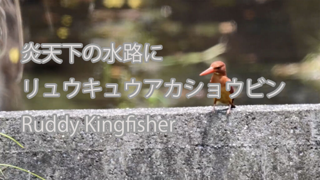 【炎天下の水路に】リュウキュウアカショウビン Ruddy Kingfisher