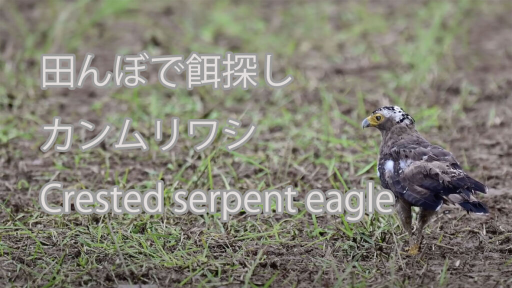 【田んぼで餌探し】カンムリワシ Crested serpent eagle