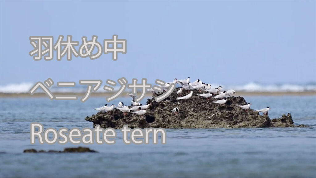 【羽休め中】  ベニアジサシ  Roseate tern
