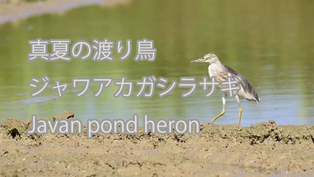 【真夏の渡り鳥】ジャワアカガシラサギ Javan pond heron