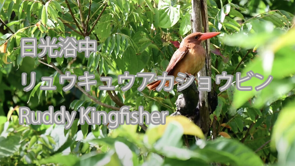 【日光浴中】リュウキュウアカショウビン Ruddy Kingfisher