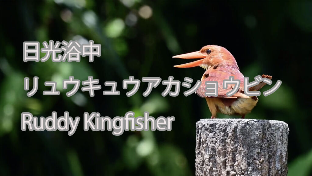 【日光浴中】リュウキュウアカショウビン Ruddy Kingfisher