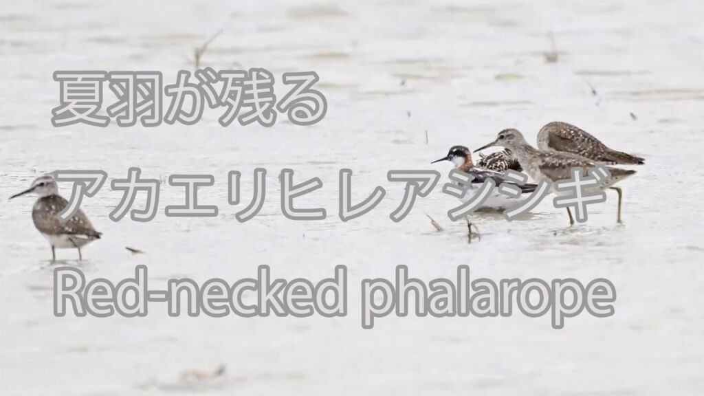 【夏羽が残る】アカエリヒレアシシギ Red-necked phalarope