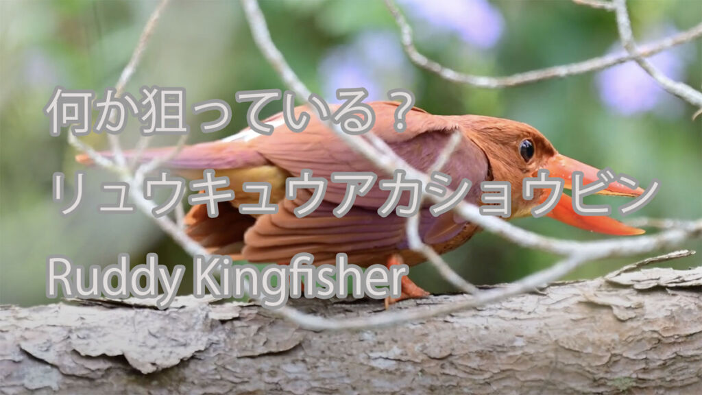 【何か狙っている？】  リュウキュウアカショウビン  Ruddy Kingfisher