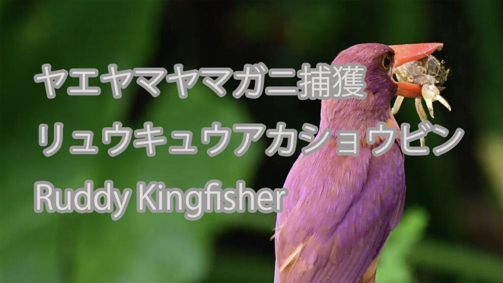 【ヤエヤマヤマガニ捕獲】  リュウキュウアカショウビン  Ruddy Kingfisher
