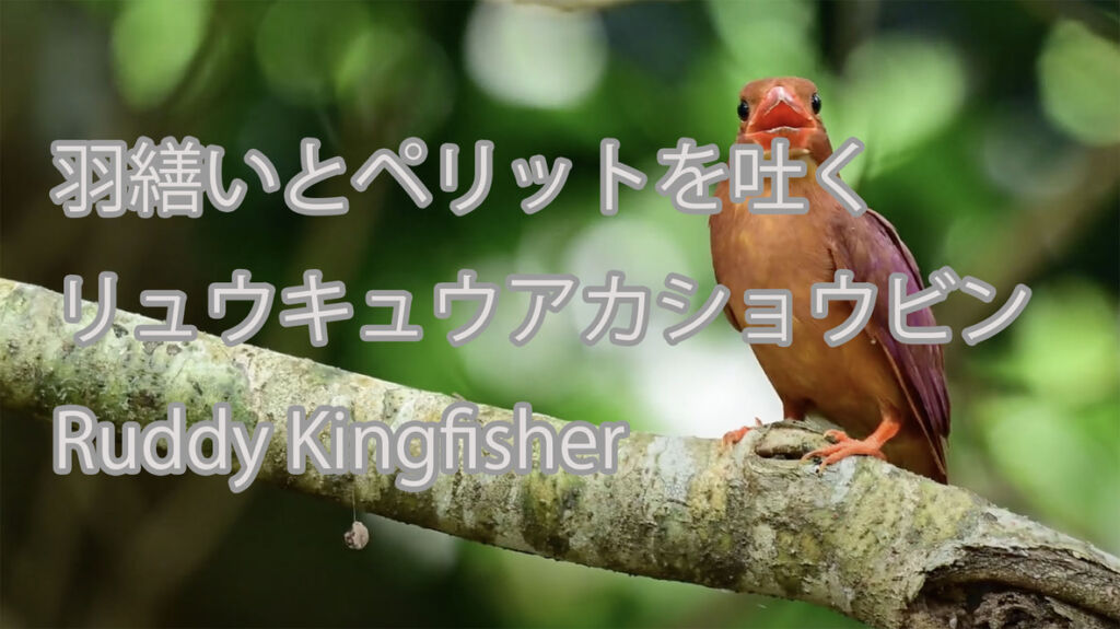 【羽繕いとペリットを吐く】リュウキュウアカショウビン Ruddy Kingfisher
