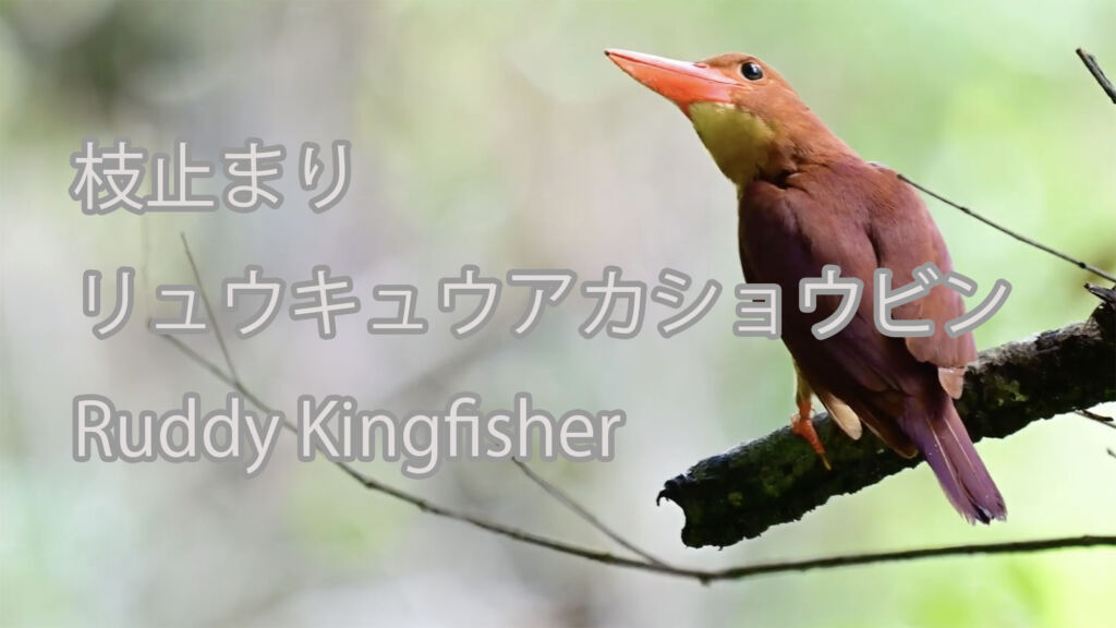 【枝止まり】 リュウキュウアカショウビン  Ruddy Kingfisher