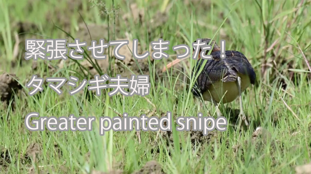 【緊張させてしまった！】タマシギ夫婦 Greater painted snipe