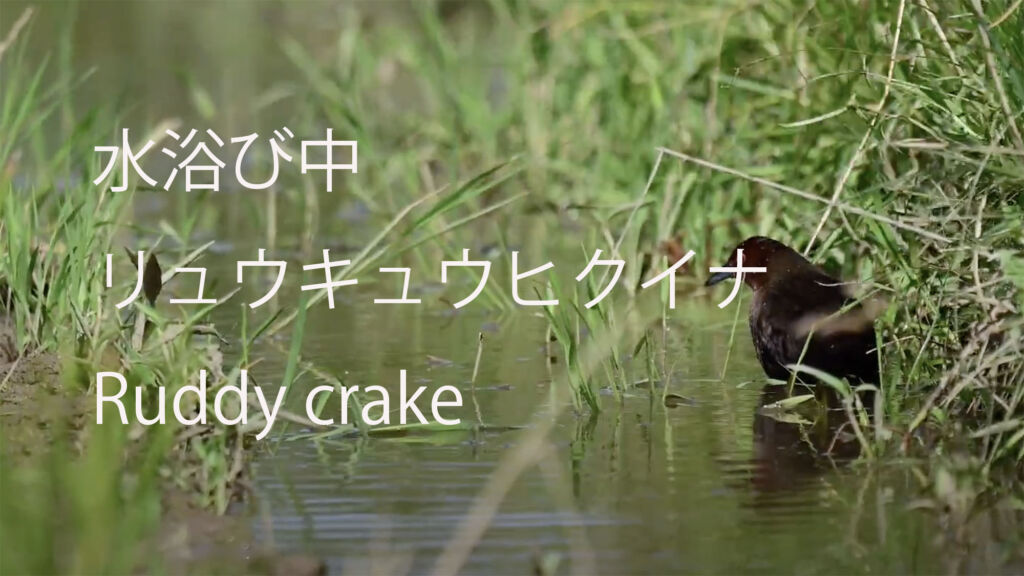 【水浴び中】リュウキュウヒクイナ Ruddy crake