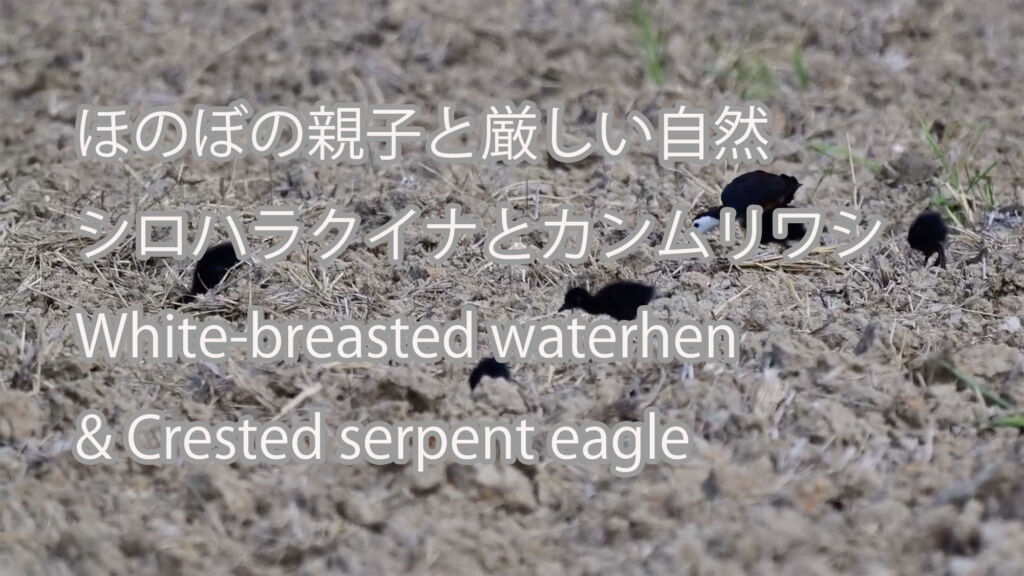 【ほのぼの親子と厳しい自然】 シロハラクイナとカンムリワシ White-breasted waterhen & Crested serpent eagle