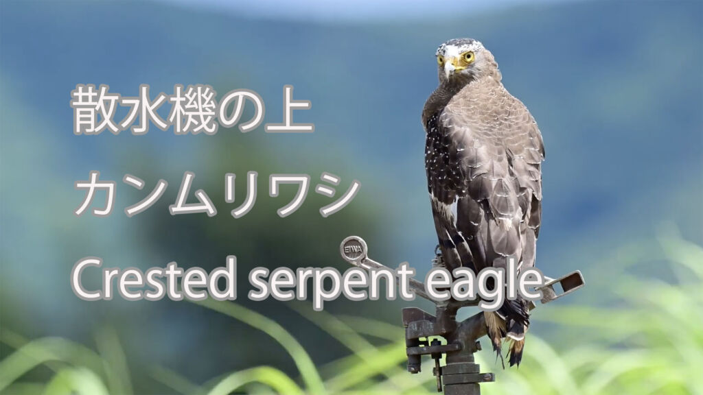 【散水機の上】カンムリワシ Crested serpent eagle