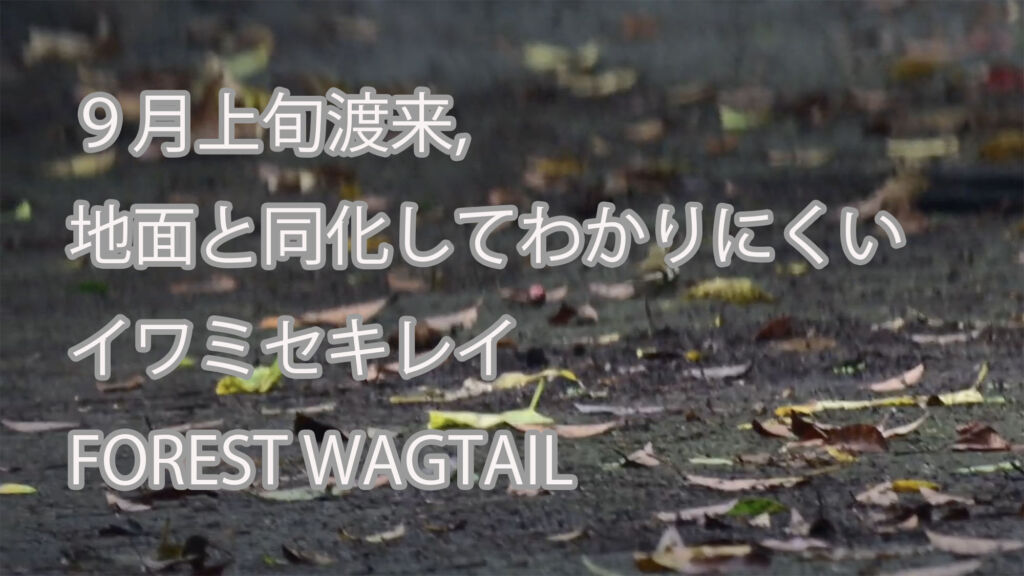 【９月上旬渡来,地面と同化してわかりにくい】イワミセキレイ FOREST WAGTAIL