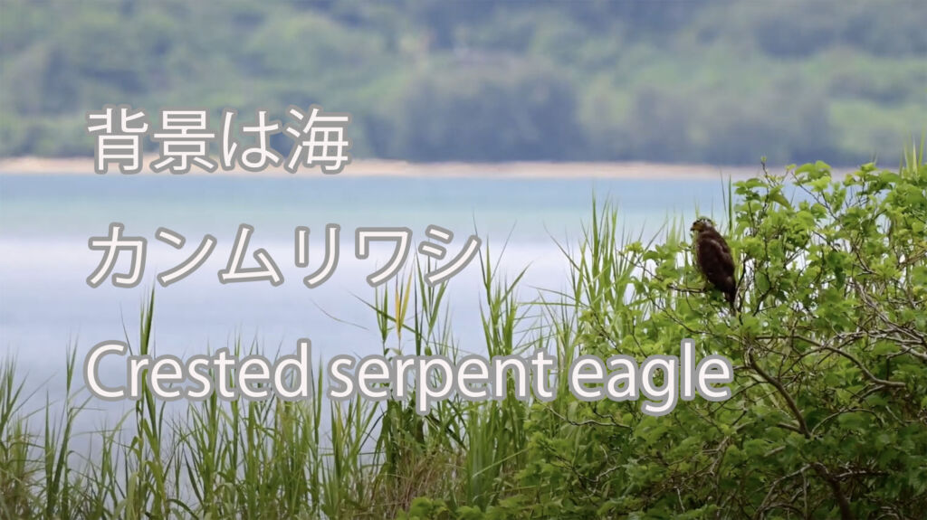 【背景は海】カンムリワシ  Crested serpent eagle