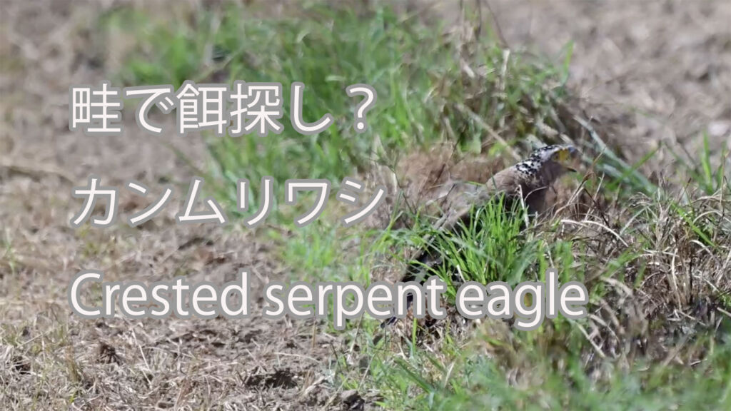 【畦で餌探し？】カンムリワシ Crested serpent eagle