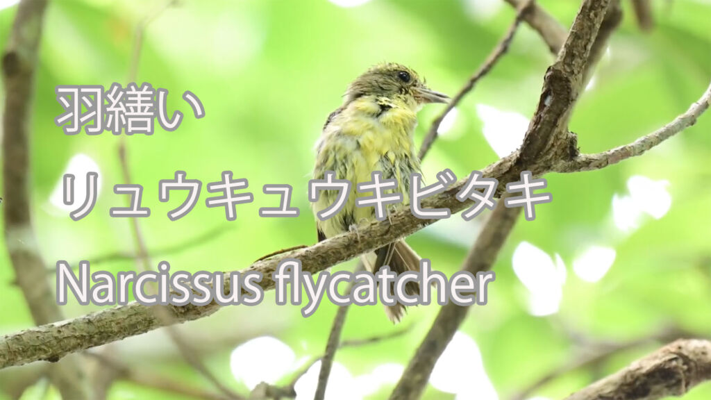 【羽繕い】リュウキュウキビタキ Narcissus flycatcher