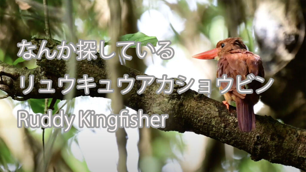 【なんか探している】リュウキュウアカショウビン Ruddy Kingfisher