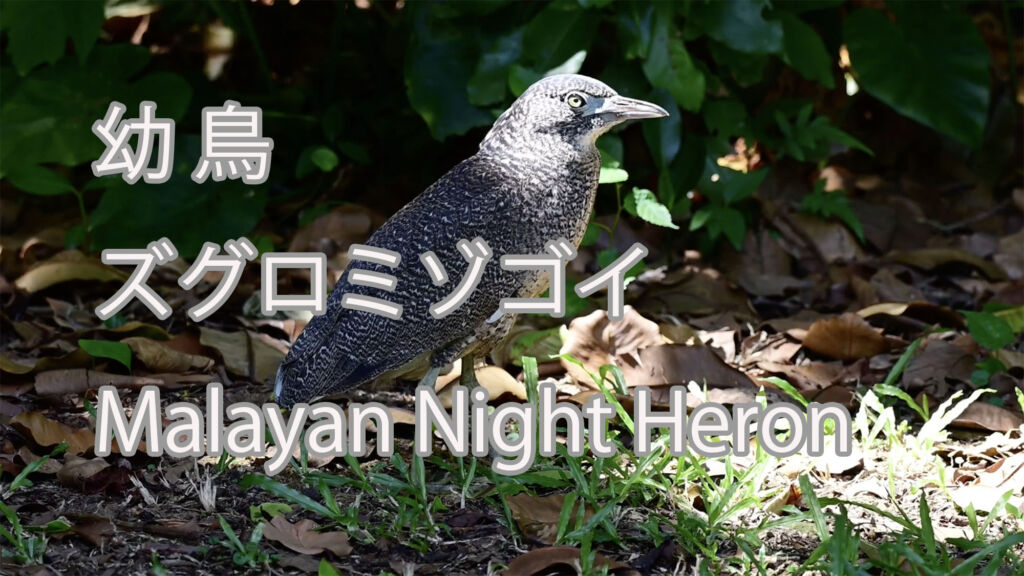【幼鳥】 ズグロミゾゴイ Malayan Night Heron