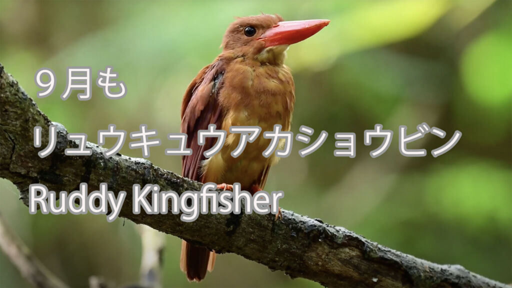 【９月も】リュウキュウアカショウビン Ruddy Kingfisher