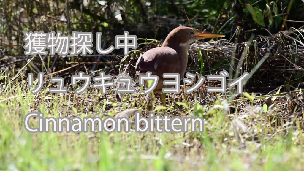 【獲物探し中】リュウキュウヨシゴイ Cinnamon bittern