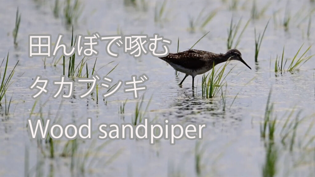 【田んぼで啄む】タカブシギ Wood sandpiper