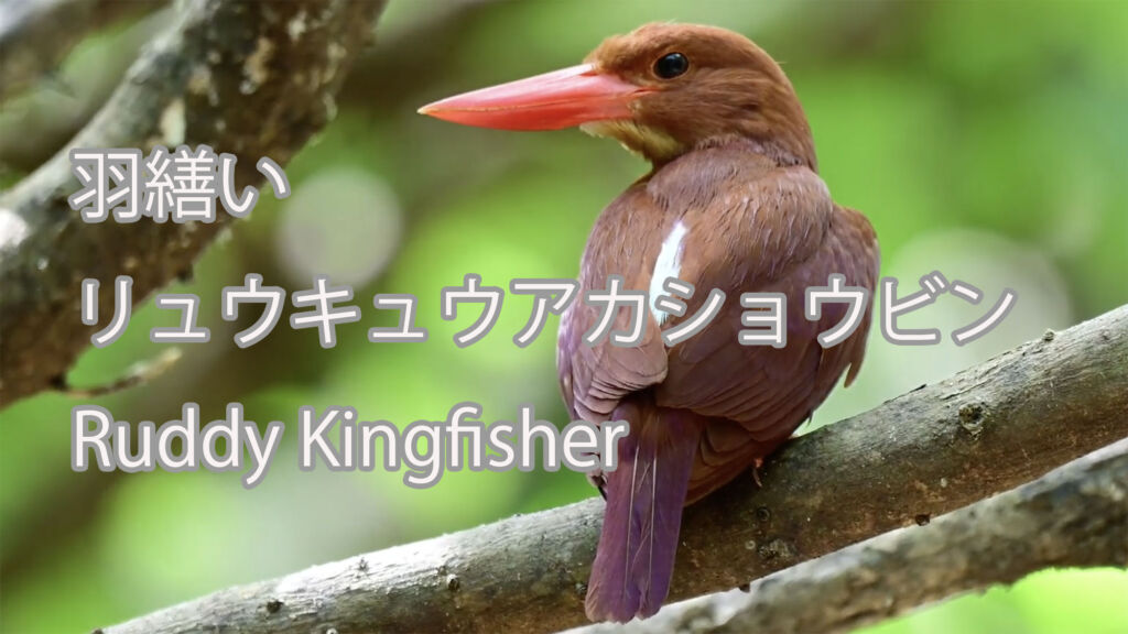 【羽繕い】リュウキュウアカショウビン Ruddy Kingfisher