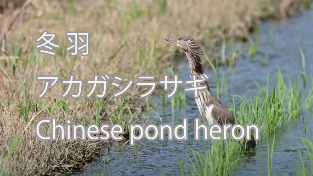 【冬羽】アカガシラサギ Chinese pond heron