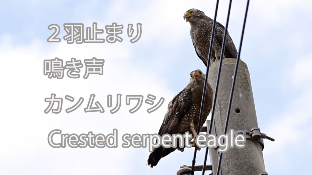 【２羽止まり、鳴き声】カンムリワシ Crested serpent eagle