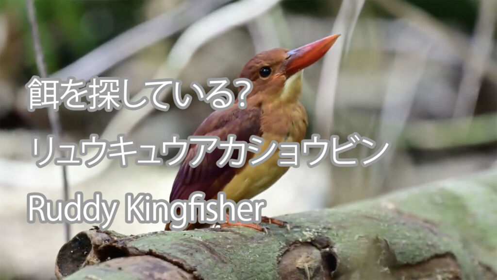 【餌を探している？】リュウキュウアカショウビン Ruddy Kingfisher