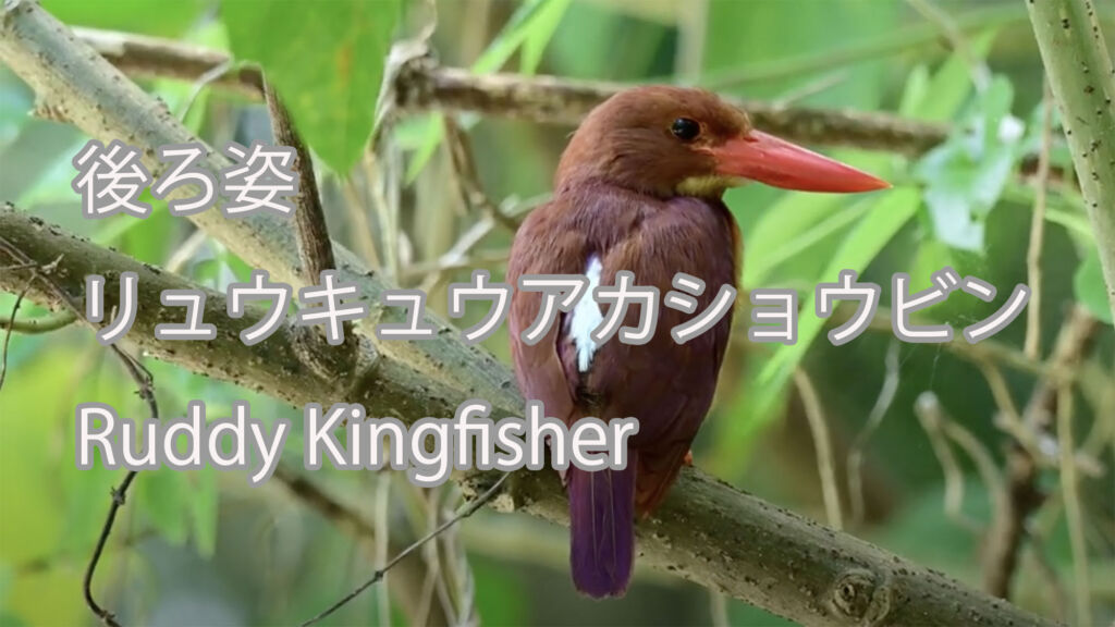 【後ろ姿】リュウキュウアカショウビン Ruddy Kingfisher