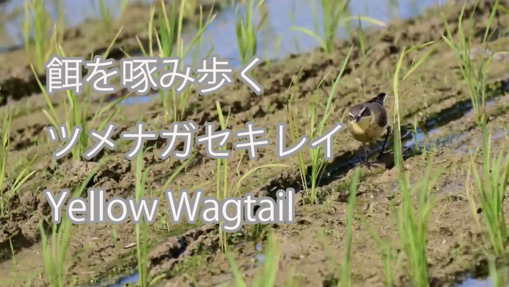 【餌を啄み歩く】ツメナガセキレイ Yellow Wagtail