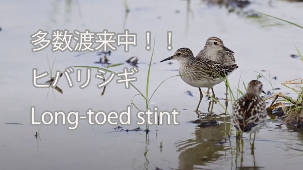 【多数渡来中！！】ヒバリシギ Long-toed stint