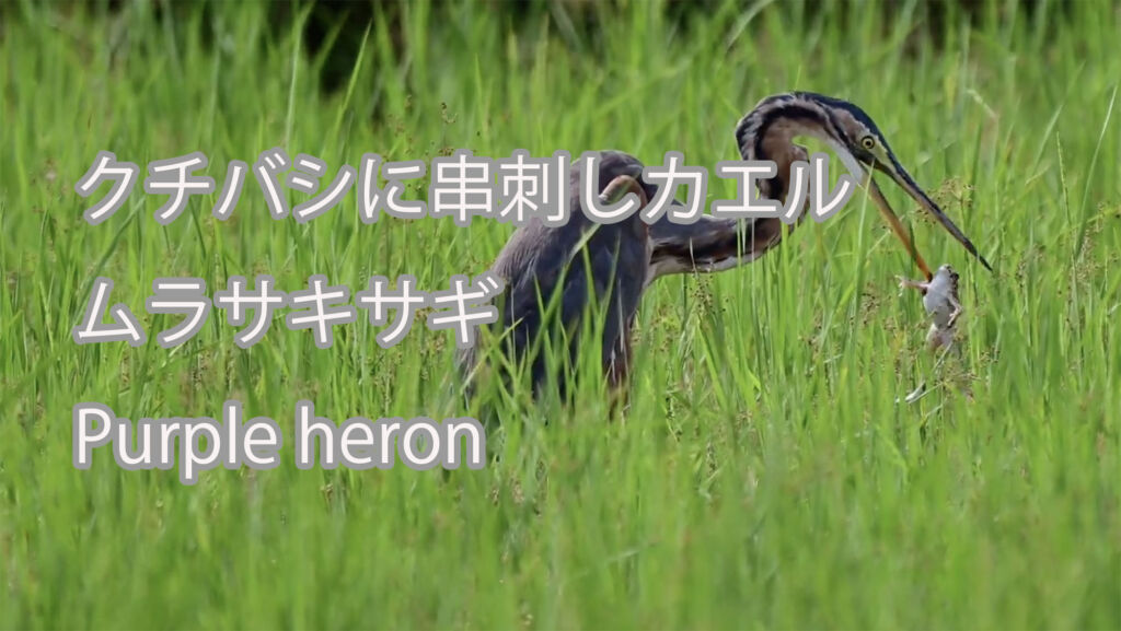 【クチバシに串刺しカエル】ムラサキサギ Purple heron
