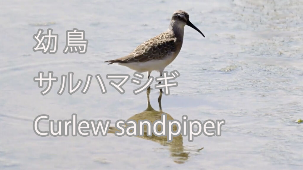 【幼鳥】サルハマシギ Curlew sandpiper
