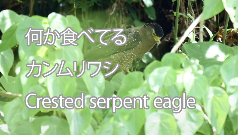 【何か食べてる】カンムリワシ Crested serpent eagle